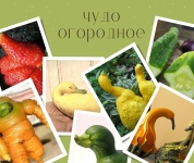 Конкурс "Чудо огородное!" 