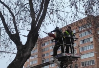 В Калуге продолжается замена аварийных деревьев