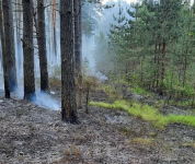 В Калужской области усилено патрулирование лесов