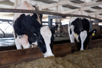 Развитие молочного животноводства сдерживает продуктовую инфляцию