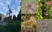В Калуге продолжается озеленение улиц и общественных пространств