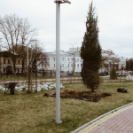В новом калужском парке высадили несколько деревьев-крупномеров