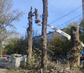 За год в городе спилили более тысячи больных деревьев