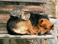 Подать заявку на отлов животных можно онлайн 