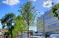 Калужским саженцам повысили стрессоустойчивость