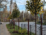На улице Рылеева началась посадка деревьев