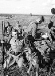 Как «собачьи войска» спасали жизни и побеждали врага во время войны