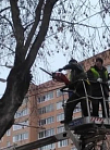 В Калуге продолжается замена аварийных деревьев